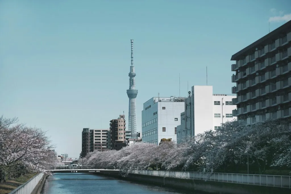 Cherry Blossoms & Full Bloom in Japan