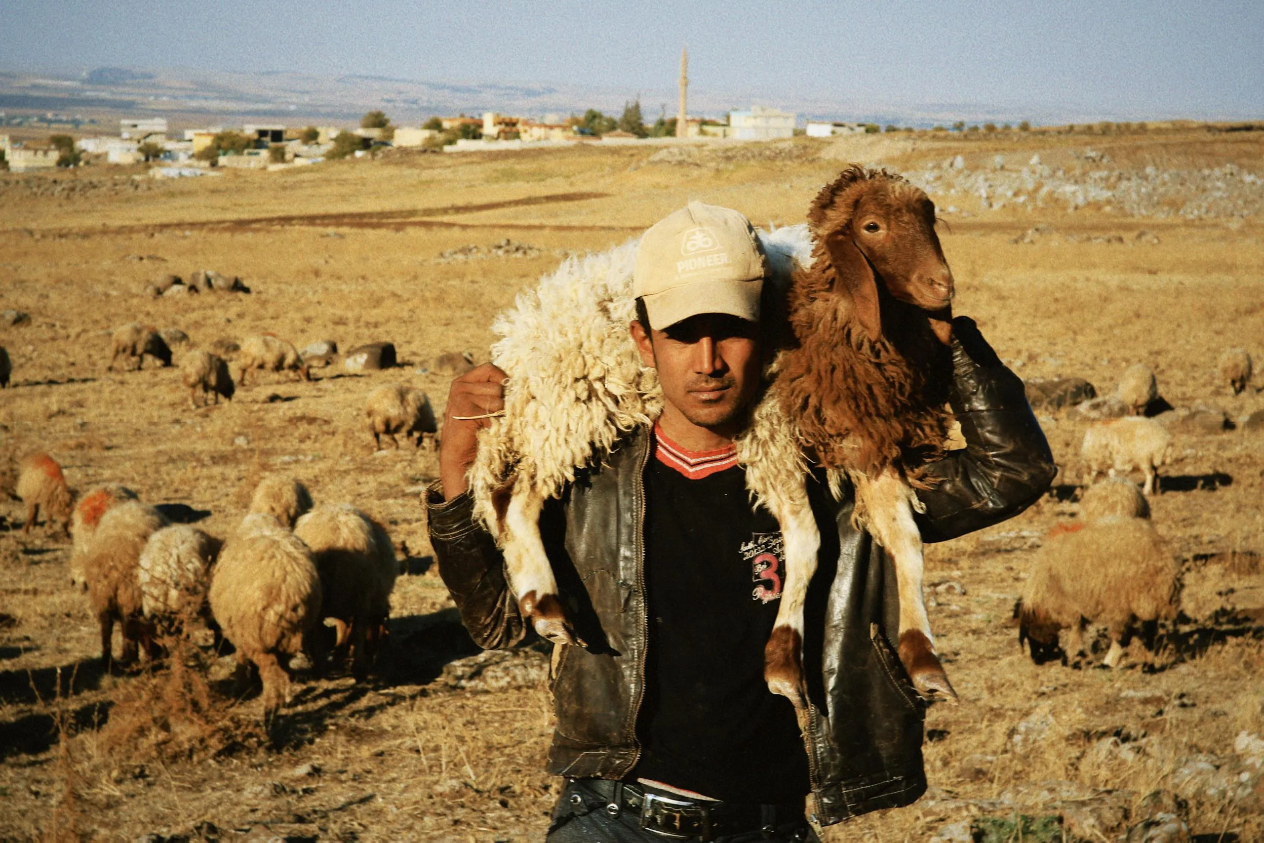 A shepherd holds a sheep on his shoulders in a rural field with a flock behind him.