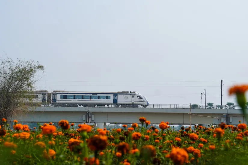 A sleek high-speed train travels across a raised bridge above vibrant orange marigold flowers.